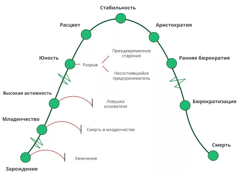 Что такое жизненный цикл организации  Деловая среда