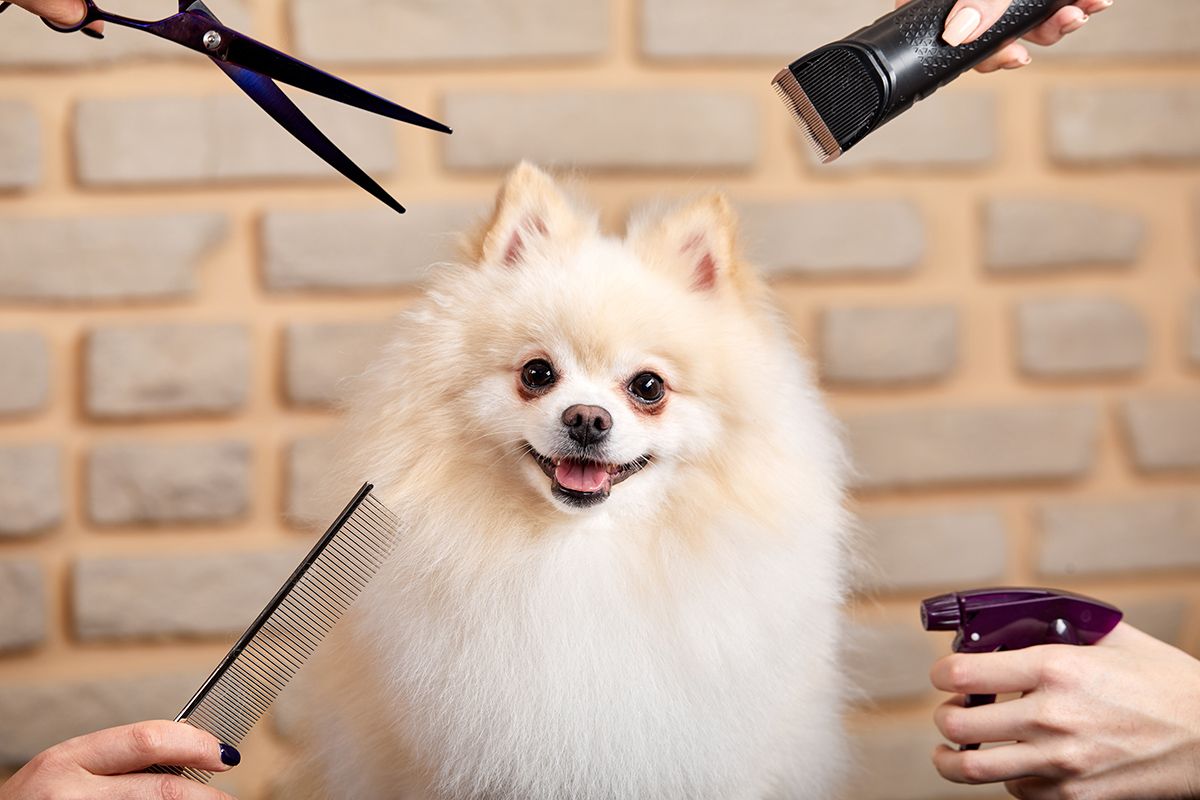 Как зарабатывать и находить клиентов грумеру